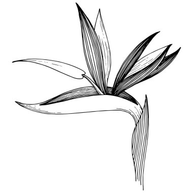 Tropikal çiçek bir vektör tarzı. İzole illüstrasyon öğesi. Arka plan, doku, sarıcı desen, çerçeve veya kenarlık için vektör çiçek.