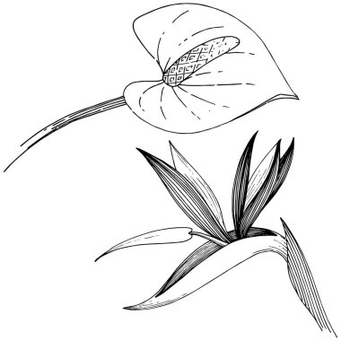 Tropikal çiçek bir vektör tarzı. İzole illüstrasyon öğesi. Arka plan, doku, sarıcı desen, çerçeve veya kenarlık için vektör çiçek.