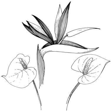 Tropikal çiçek bir vektör tarzı. İzole illüstrasyon öğesi. Arka plan, doku, sarıcı desen, çerçeve veya kenarlık için vektör çiçek.