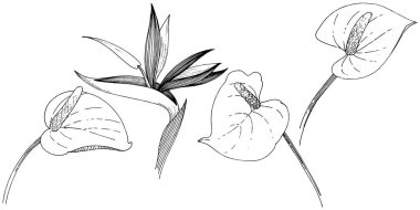 Tropikal çiçek bir vektör tarzı. İzole illüstrasyon öğesi. Arka plan, doku, sarıcı desen, çerçeve veya kenarlık için vektör çiçek.