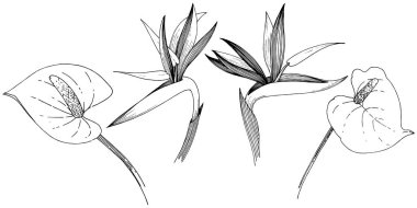 Tropikal çiçek bir vektör tarzı. İzole illüstrasyon öğesi. Arka plan, doku, sarıcı desen, çerçeve veya kenarlık için vektör çiçek.