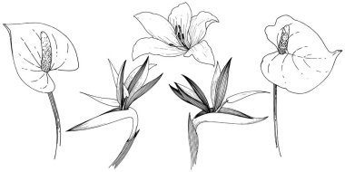 Tropikal çiçek bir vektör tarzı. İzole illüstrasyon öğesi. Arka plan, doku, sarıcı desen, çerçeve veya kenarlık için vektör çiçek.