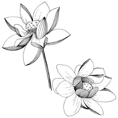 Lotus çiçeği izole bir vektör tarzı. İzole illüstrasyon öğesi. Bitki tam adı: lotus. Arka plan, doku, sarıcı desen, çerçeve veya kenarlık için vektör çiçek.