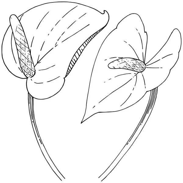 Tropická Květina Stylu Vektor Izolované Ilustrace Prvek Vector Květina Pro — Stockový vektor