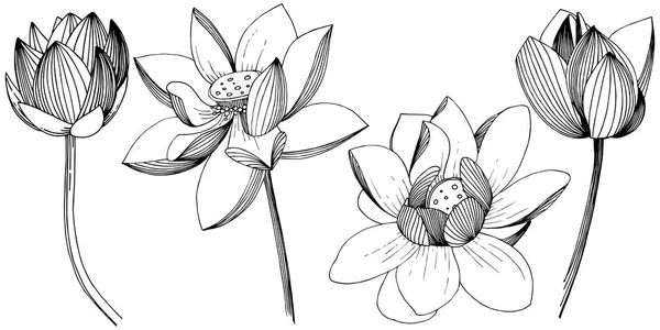Fleur Lotus Dans Style Vectoriel Isolé Élément Illustration Isolé Nom — Image vectorielle