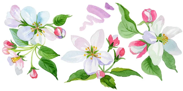 Akwarela Apple Blossom Kwiat Botaniczny Kwiat Kwiatowy Element Ilustracja Białym — Zdjęcie stockowe