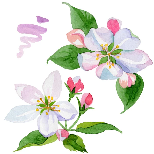 Akwarela apple blossom kwiat. Botaniczny kwiat kwiatowy. Element ilustracja na białym tle. — Zdjęcie stockowe