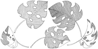 Vektör tropikal izole bir suluboya tarzında yaprak. Arka plan, doku, sarıcı desen, çerçeve veya sınır vektör yaprak.