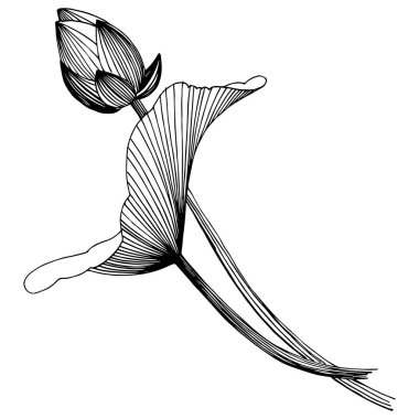 Lotus çiçeği izole bir vektör tarzı. İzole illüstrasyon öğesi. Bitki tam adı: lotus. Arka plan, doku, sarıcı desen, çerçeve veya kenarlık için vektör çiçek.