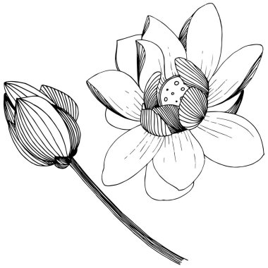 Lotus çiçeği izole bir vektör tarzı. İzole illüstrasyon öğesi. Bitki tam adı: lotus. Arka plan, doku, sarıcı desen, çerçeve veya kenarlık için vektör çiçek.