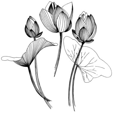 Lotus çiçeği izole bir vektör tarzı. İzole illüstrasyon öğesi. Bitki tam adı: lotus. Arka plan, doku, sarıcı desen, çerçeve veya kenarlık için vektör çiçek.