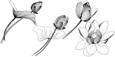 Lotus çiçeği izole bir vektör tarzı. İzole illüstrasyon öğesi. Bitki tam adı: lotus. Arka plan, doku, sarıcı desen, çerçeve veya kenarlık için vektör çiçek.