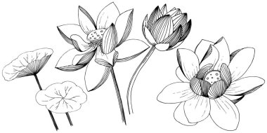 Lotus çiçeği izole bir vektör tarzı. İzole illüstrasyon öğesi. Bitki tam adı: lotus. Arka plan, doku, sarıcı desen, çerçeve veya kenarlık için vektör çiçek.