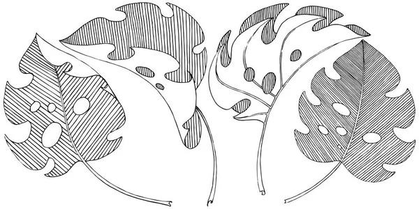 Hojas Tropicales Vectoriales Estilo Acuarela Aislado Hoja Vectorial Para Fondo — Archivo Imágenes Vectoriales