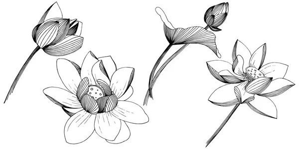 스타일에서 로터스 꽃입니다 요소입니다 식물의 로터스 프레임 테두리에 — 스톡 벡터
