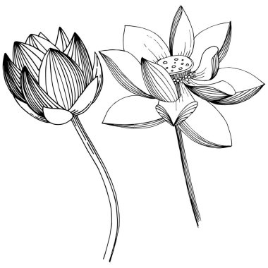 Lotus çiçeği izole bir vektör tarzı. İzole illüstrasyon öğesi. Bitki tam adı: lotus. Arka plan, doku, sarıcı desen, çerçeve veya kenarlık için vektör çiçek.