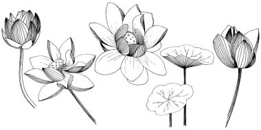 Lotus çiçeği izole bir vektör tarzı. İzole illüstrasyon öğesi. Bitki tam adı: lotus. Arka plan, doku, sarıcı desen, çerçeve veya kenarlık için vektör çiçek.