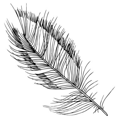 Vektör kuş tüyü izole Wing. İzole illüstrasyon öğesi. Arka plan, doku, sarıcı desen, çerçeve veya sınır vektör tüy.