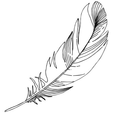 Vektör kuş tüyü izole Wing. İzole illüstrasyon öğesi. Arka plan, doku, sarıcı desen, çerçeve veya sınır vektör tüy.