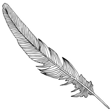 Vektör kuş tüyü izole Wing. İzole illüstrasyon öğesi. Arka plan, doku, sarıcı desen, çerçeve veya sınır vektör tüy.