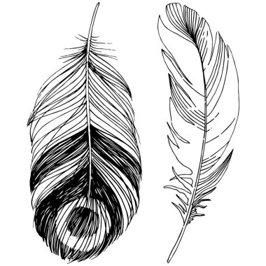 Vektör kuş tüyü izole Wing. İzole illüstrasyon öğesi. Arka plan, doku, sarıcı desen, çerçeve veya sınır vektör tüy.