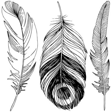 Vektör kuş tüyü izole Wing. İzole illüstrasyon öğesi. Arka plan, doku, sarıcı desen, çerçeve veya sınır vektör tüy.