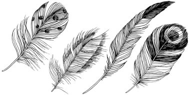 Vektör kuş tüyü izole Wing. İzole illüstrasyon öğesi. Arka plan, doku, sarıcı desen, çerçeve veya sınır vektör tüy.