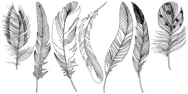 Vektör kuş tüyü izole Wing. İzole illüstrasyon öğesi. Arka plan, doku, sarıcı desen, çerçeve veya sınır vektör tüy.