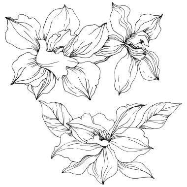 Vektör tropikal orkide çiçek. Botanik çiçek. İzole illüstrasyon öğesi. Arka plan, doku, sarıcı desen, çerçeve veya sınır vektör kır çiçeği.