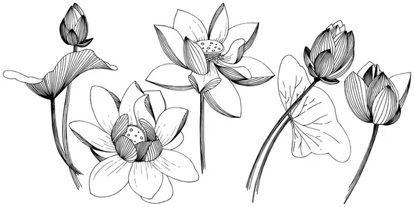 Lotusblume Vektorstil Isoliert Isoliertes Illustrationselement Voller Name Der Pflanze Lotus — Stockvektor