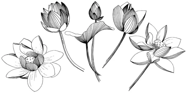 分離ベクトル スタイルで蓮の花 孤立した図の要素 植物の完全な名前 ロータス テクスチャ ラッパー パターン 枠や図面枠のベクターの花 — ストックベクタ