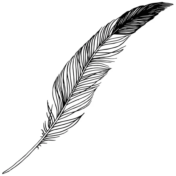 Vector Bird Feather Wing Isolated Isolated Illustration Element Vector Feather — Stock Vector