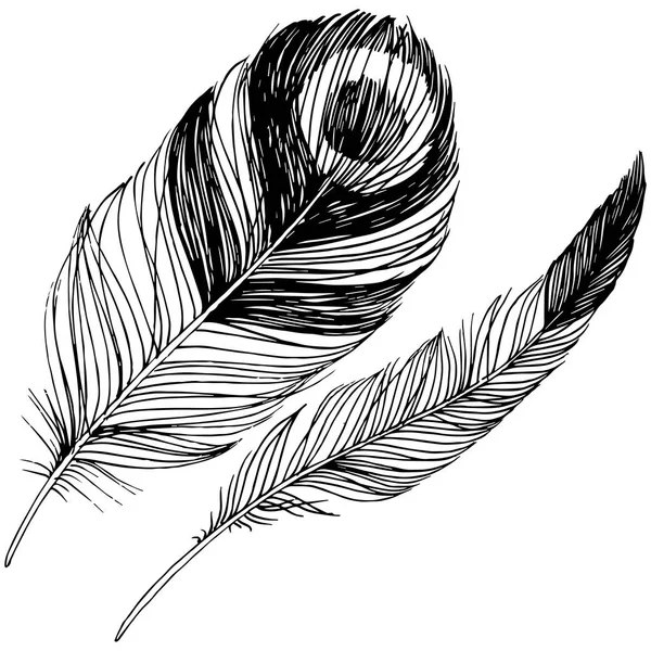 Vector Vogel Veren Van Vleugel Geïsoleerd Geïsoleerde Illustratie Element Vector — Stockvector