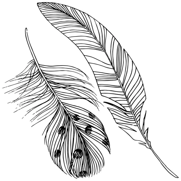 载体鸟羽毛从翼被隔绝 独立的插图元素 包装图案 框架或边框的矢量羽毛 — 图库矢量图片