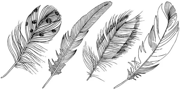 Vector Bird Feather Wing Isolated Isolated Illustration Element Vector Feather — Stock Vector
