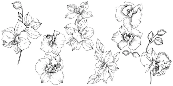 Vektor Tropisk Orkidé Blomma Blommig Botaniska Blomma Isolerade Illustration Element — Stock vektor