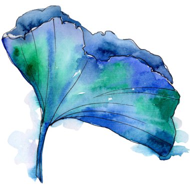 Kır çiçeği suluboya renkli lotus çiçeği. Botanik çiçek. İzole illüstrasyon öğesi.