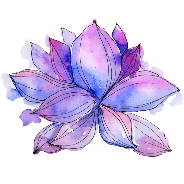 Fleurs sauvages aquarelle fleur de lotus violet. Fleur botanique florale. Élément d'illustration isolé . — Photo