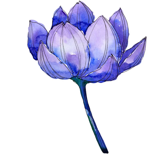 Цветок дикого цветка голубого лотоса. Цветочный ботанический цветок. Изолированный элемент иллюстрации . — стоковое фото