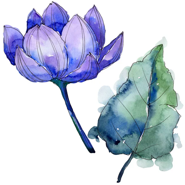 Цветок лотоса с акварелью. Цветочный ботанический цветок. Изолированный элемент иллюстрации . — стоковое фото