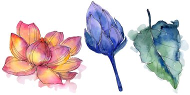 Kır çiçeği suluboya renkli lotus çiçeği. Botanik çiçek. İzole illüstrasyon öğesi.
