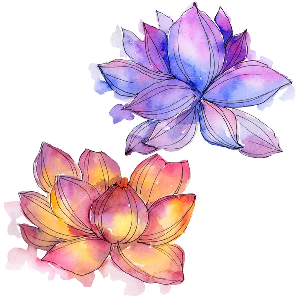 Wildflower watercolor colorful lotus flower. Floral botanical flower. Isolated illustration element.