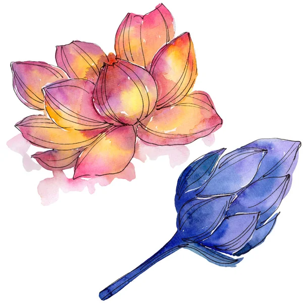 Цветок лотоса с акварелью. Цветочный ботанический цветок. Изолированный элемент иллюстрации . — стоковое фото