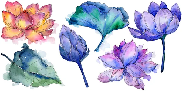 Wildflower watercolor colorful lotus flower. Floral botanical flower. Isolated illustration element.