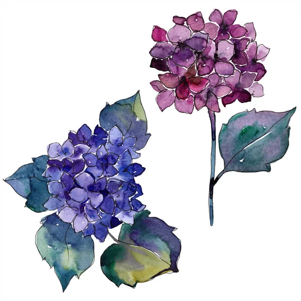 Watercolor blue and violet gortenzia flowers. Floral botanical flower. Isolated illustration element. — Stock Photo, Image