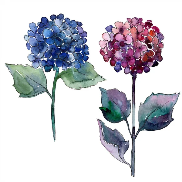 Watercolor blue and violet gortenzia flowers. Floral botanical flower. Isolated illustration element. — Stock Photo, Image