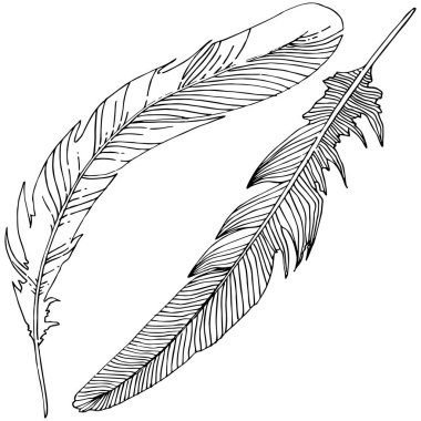 Vektör kuş tüyü izole Wing. İzole illüstrasyon öğesi. Arka plan, doku, sarıcı desen, çerçeve veya sınır vektör tüy.