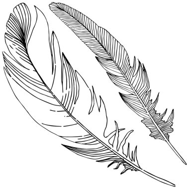 Vektör kuş tüyü izole Wing. İzole illüstrasyon öğesi. Arka plan, doku, sarıcı desen, çerçeve veya sınır vektör tüy.