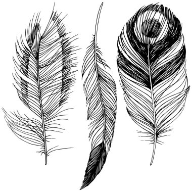 Vektör kuş tüyü izole Wing. İzole illüstrasyon öğesi. Arka plan, doku, sarıcı desen, çerçeve veya sınır vektör tüy.