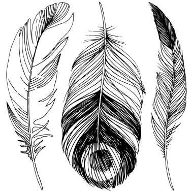 Vektör kuş tüyü izole Wing. İzole illüstrasyon öğesi. Arka plan, doku, sarıcı desen, çerçeve veya sınır vektör tüy.